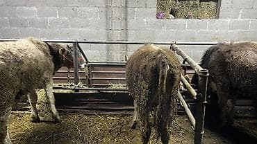 мышык сатылат: Сатам | Бука (эркек) | Бордоп семиртүү үчүн | Байланган — 7