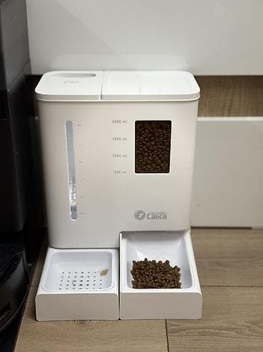 ящик сатылат: Продается котик 1 год Привитый, Проглистованный, Кастрированный — 5