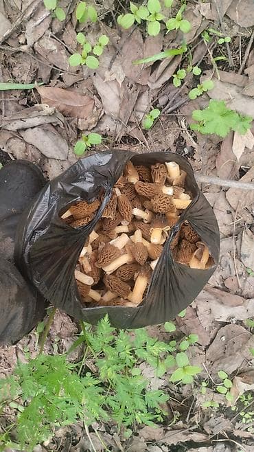 корейская химия: Смарчок свежий 350 сом кг Жалалабад — 3