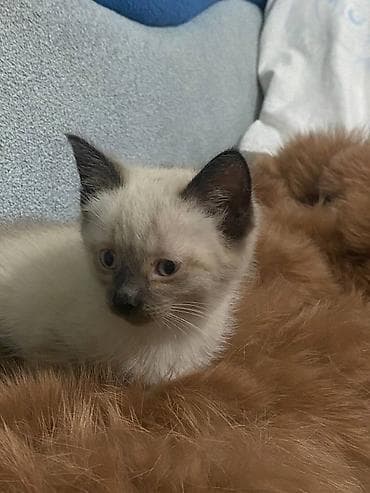 Услуги ветеринара: Тайская, 1 месяц, Мальчик — 4