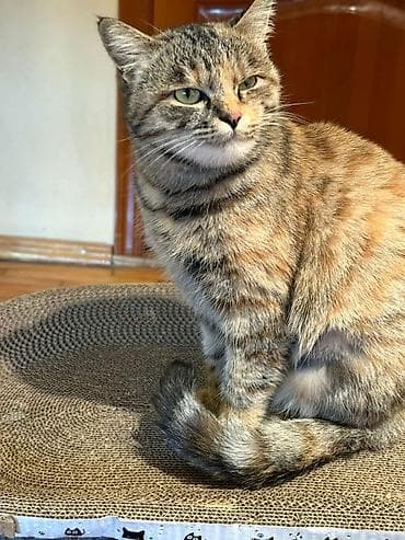 кошка кара балта: Кошка даром: Беспородная, 1 год, Девочка, Кастрирована, Приучена к лотку, Проглистована — 10