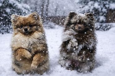 ошейник с грузом: Продаётся померанский шпиц, девочка и мальчик 💕 Дрессированные — 3