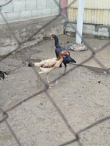 баштай жугору: Сатам | Тооктор — 5