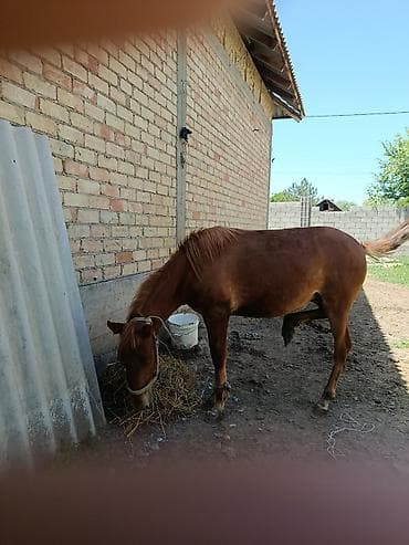 тай: Продаю | Жеребец | Рабочий — 3