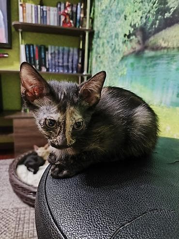 лысые котята: Продаются котята породы донской сфинкс На первых двух фото - окрасы — 3