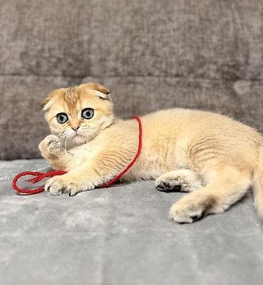 Скотиш Фолд (Шотландская вислоухая), 2 месяца, Мальчик, Золотая шиншилла, Приучена к лотку