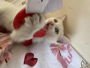 С/х животные и товары: Мейкун 1 месяцев девочка с голубыми глазами белоснежная цена — 1