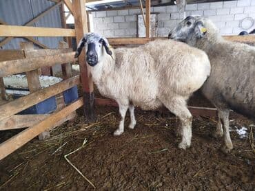 Услуги ветеринара: Продаю | Овца (самка) — 5