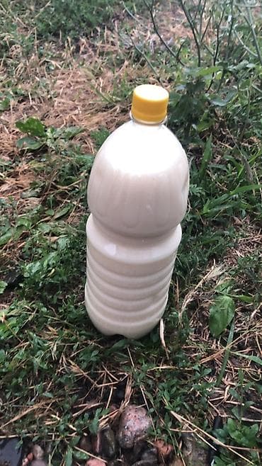 Продукты питания: Суусамырдын бал кымызы
250с литр
Бишкекте — 1