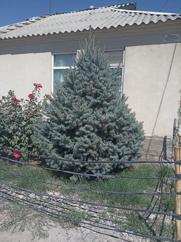 тачку садовую купить: Саженцы деревьев: Ели — 5