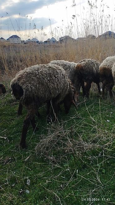 кормушки для птиц: Продаю | Овца (самка) | Для разведения | Матка — 8