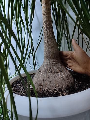 гул: Нолина, Бакарнея Продаю шикарное комнатное, офисноедля ресторанов и — 4