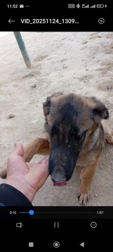 Вязка собак: Бельгийская овчарка, 2 месяца, Самец — 2