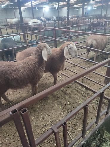 тай лошад: Продаю | Ягненок, Баран (самец) | Арашан | Для разведения | Племенные, Осеменитель — 1