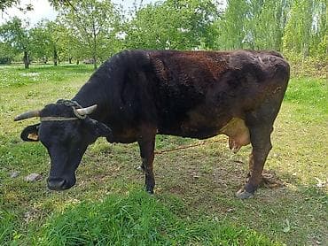 Продаю | Корова (самка) | Алатауская, Швицкая | Для разведения, Для молока | Стельные, Искусственник — 2