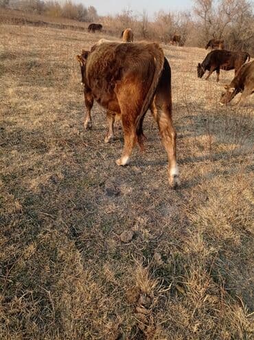 коров: Продаю | Бык (самец) | Швицкая | Для разведения, На откорм | Осеменитель — 7