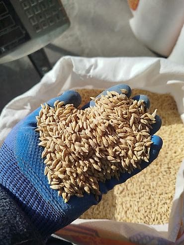 Арпа Урук сорт Талбот