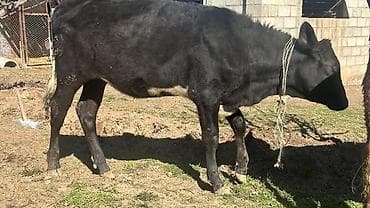 кекилик бишкек: Сатам | Кунаажын | Симментал | Союуга, Көбөйтүү үчүн, Сүт алуу үчүн | Асыл тукумдуу, Кысыр, Жасалма уруктандырылган — 6