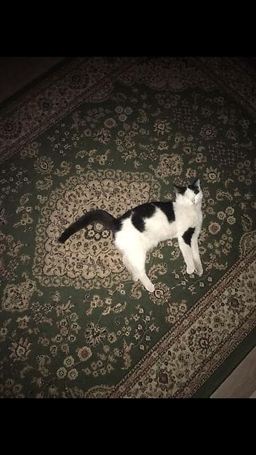 где продают собак: 1 год, Девочка — 3