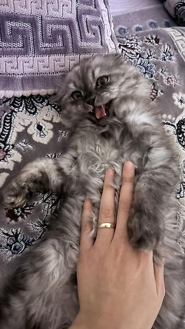 карликовые котята: Скотиш Фолд (Шотландская вислоухая), 3 месяца, Мальчик, Серый, Приучена к лотку — 4