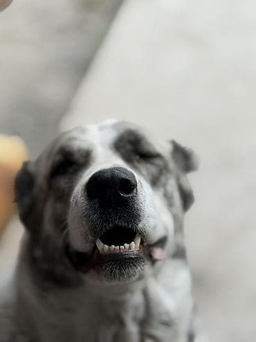 собаки алабаи: Крупная собака с мощным телосложением и выразительной маской на морде — 4