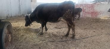 Айыл-чарба жаныбарлары: Сатам | Уй (ургаачы) | Алатоолук | Сүт алуу үчүн | Музоологондон кийин — 3