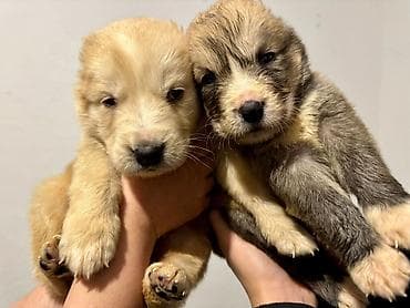 Вязка собак: Щенки, помет из нескольких малышей. Возраст по фото — совсем юные — 2