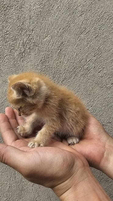 кошка в добрые руки: Кошка даром: Беспородная, 2 месяца, Девочка — 5