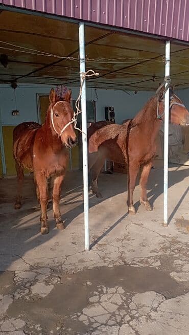 мышык бишкек: Сатам | Бээ (ургаачы) — 5