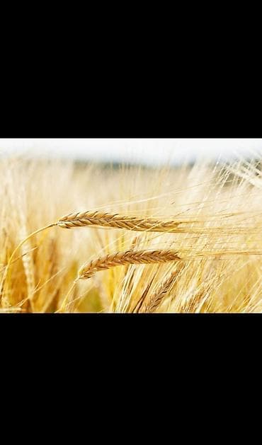 Продаю🌾 ячмень арпа!