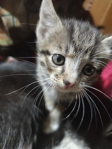 кошка малинкый: Отдам даром: трое котят с мамой - Количество: 3 котёнка + мама-кошка — 5