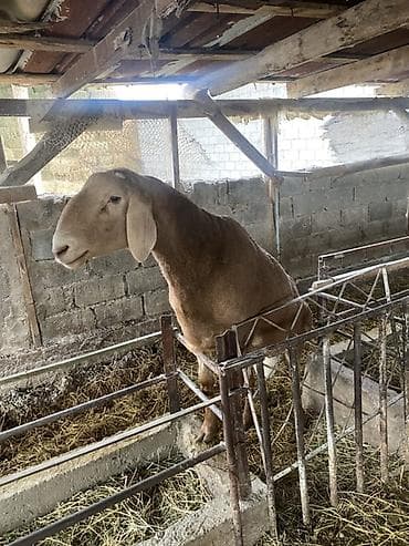 сокол птица цена: Продаю | Баран (самец) | Для разведения — 3