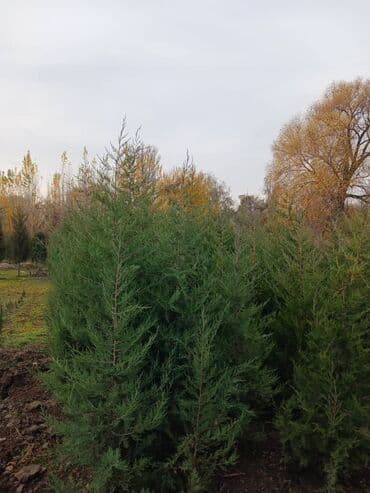 мощные насосы для полива полей: Көчөттөр дарактардын: Арчалар, Өзү алып кетүү — 1