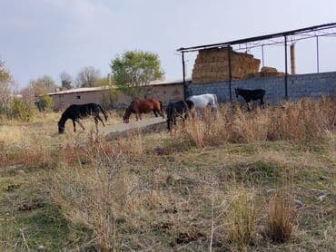 лабрадор ретривер цена щенка: Продаю | Кобыла (самка) | Для разведения — 4