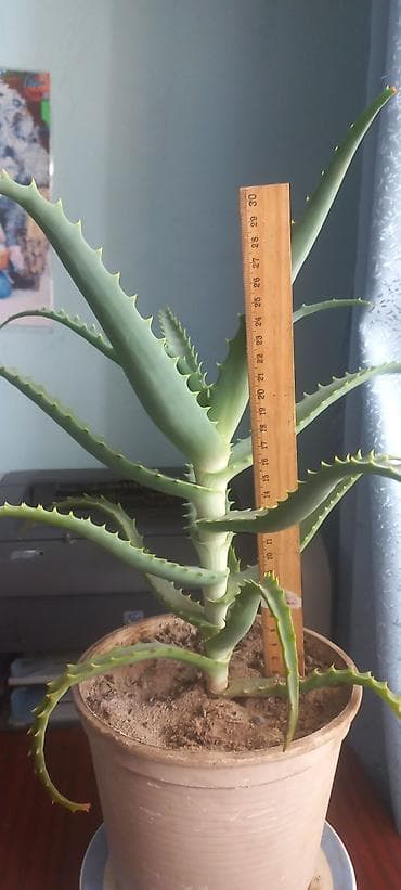 сколько стоит алоэ: Алоэ лечебное в горшке 4 штуки есть 500сом 600 сом, 700сом Высота — 5