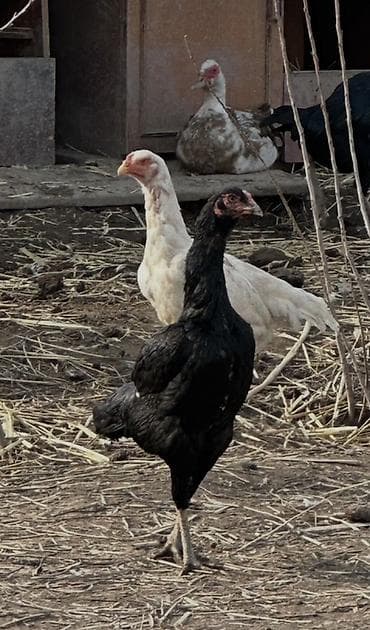 Корма для с/х животных: Продаю | Куры | Для разведения — 1