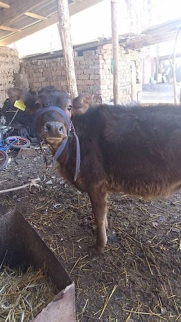 собака курцхар: Продаю | Музоо, торпок | Полукровка | На откорм | Привязанные — 2