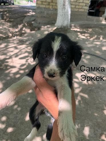 Тайган, 2 месяца, Самец, С родословной at lalafo.kg Тайган, 2 месяца, Самец, С родословной