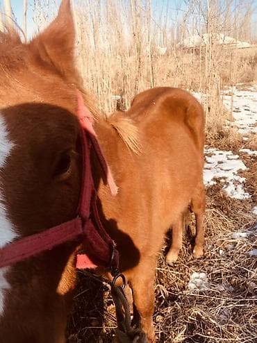 бройлерная курица: Продаю | Жеребенок | Для разведения — 4