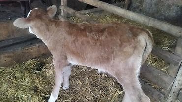 коровы симентал: Продаю | Тёлка | Полукровка | На откорм — 7