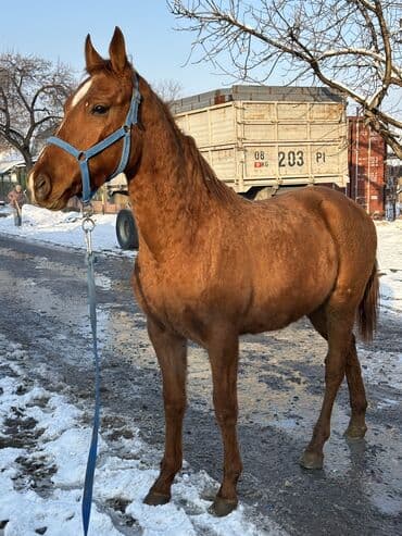 улак сатам: Сатам | Бээ (ургаачы), Жылкы (эркек), Байтал | Дончак | Жумушка — 2