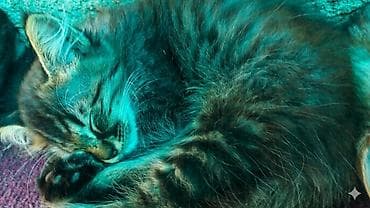 Кошки: Отдам котят в добрые руки — 1