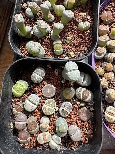 продаю кролов: Продаю суккуленты — 9