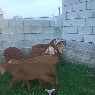 товары для собак: Продаю | Ягненок | Для разведения | Племенные — 5