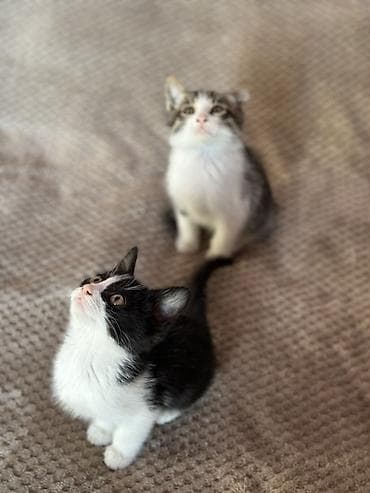 британская кошка цена бишкек: Котята, домашний помет (примерно 2–3 месяца). - Окрас: два — 2