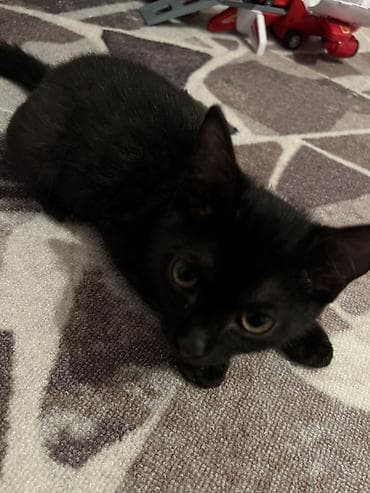 сиамская кошка котята: Кошка даром: Беспородная, 3 месяца, Девочка, Приучена к лотку, С прививками — 2