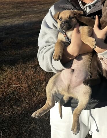 питбуль цена в бишкеке: Собака даром: Дворняжка, 2 месяца, Самец, С прививкой — 1