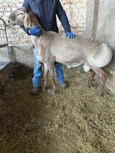 продаю в связи с переездом: Продаю | Баран (самец) | Арашан | Для разведения | Осеменитель — 7