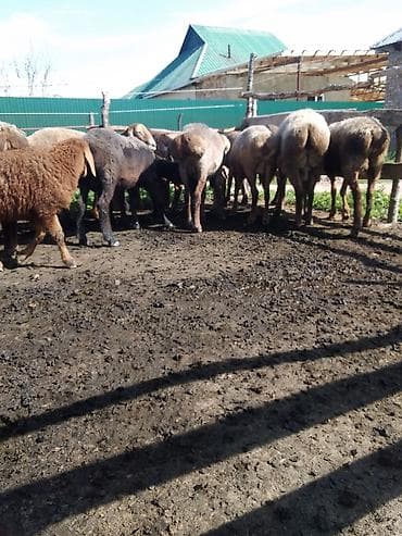 бойцовские куры: Продаю | Овца (самка), Ягненок | Полукровка | Для разведения | Котные, Матка, Ярка — 2