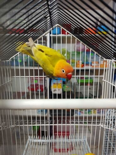 Неразлучники – красивые, яркие, миниатюрные попугаи, длина тела